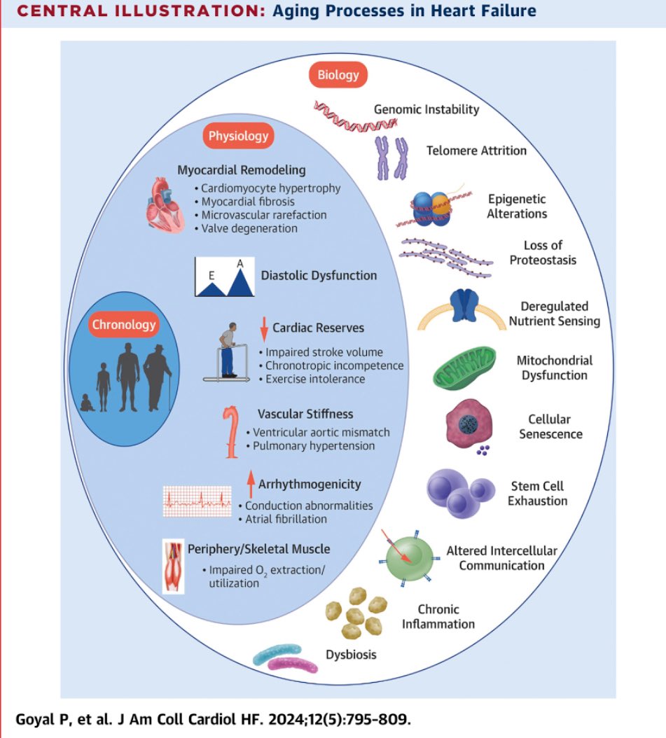 Embracing Biology vs Chronology 🧬👵🏼 in #FunctionNotFailure- brilliant SOTA from @ParagGoyalMD & @MathewMaurer @JACCJournals jacc.org/doi/10.1016/j.…