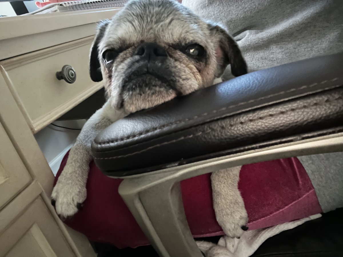 Happy Tuesday! 

Motivation: - 1

#LOL #puglove #puglife #workingfromhome #pugnation #pug #Tuesday #May #wegotthis #love #sweet #tired #happy #sweet #precious #adorable #florida #humidity