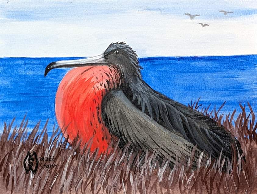 This is my 6” x 9” acrylic painting of a male magnificent frigatebird on the coast.   redbubble.com/shop/ap/154294…
#mattstarrfineart #artistic #paintings #artforsale #artist #myart #dailyart #artlover
#magnificentfrigatebird #frigatebird #bird #birds #ocean #sea #animal #seabird