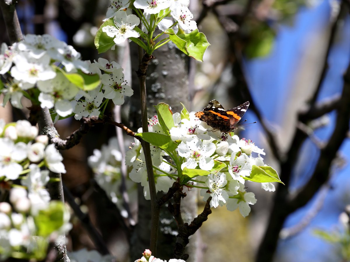 Red Admiral on Bradford Pear! #TitliTuesday #IndiAves #Butterfly #Twitternaturecommunity #Twitternaturephotography #Canon #Smile