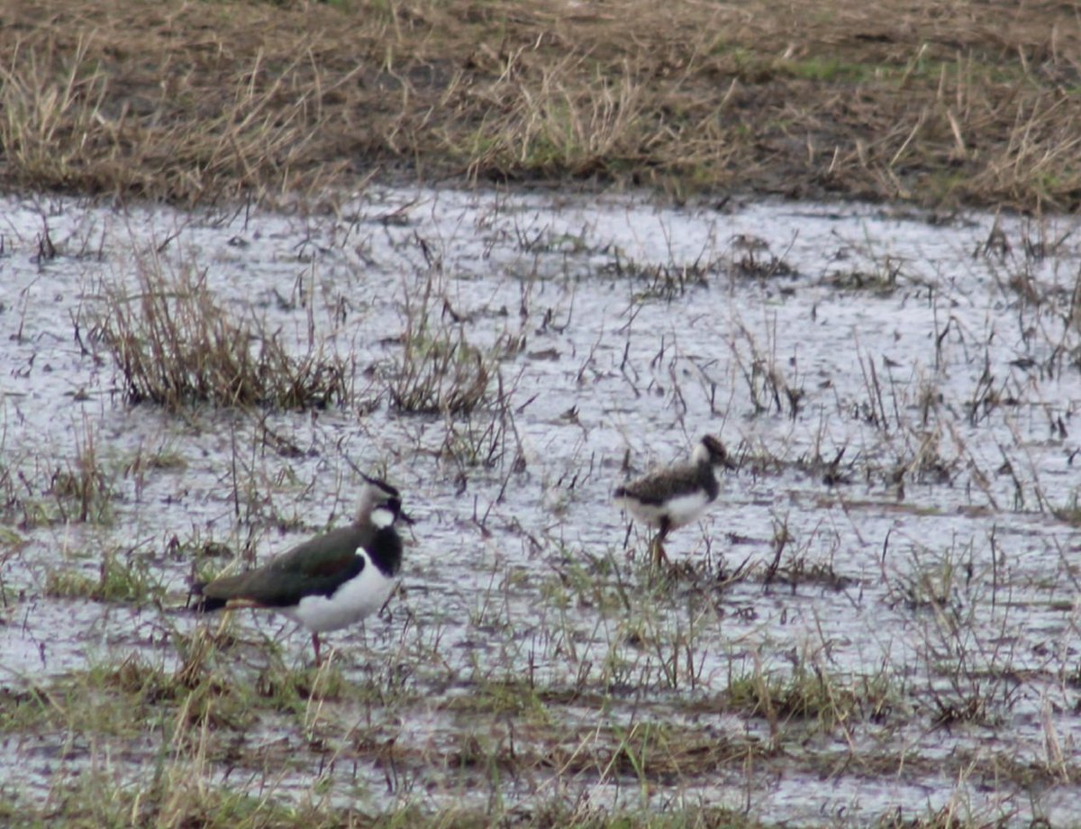 Distant Lapwing and chick in Northumberland yesterday. Beautiful to see #Lapwing #birdwatching #birdwatchers #BirdsSeenIn2024 #birding #birdsbirdsbirds #BirdTwitter #birdsoftwitter