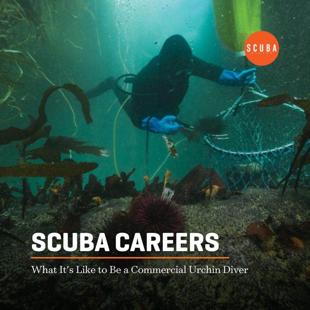 In the Field: What It's Like to Be a Commercial Urchin Diver 🤿 Explore the journey of a diver as their aspirations shift from scientific research to harvesting urchins for a specialized market 👉 padi.co/9bsq66rq 🖋️ Travis Marshall 📸 Erin Feinblatt #ScubaDivingMag