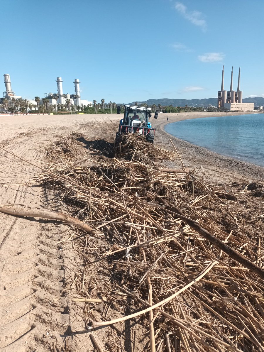 Continua la neteja de la platja del Fòrum, que va quedar afectada per les pluges de la setmana passada, les quals van arrossegar deixalleries i canyes al llarg de tota la conca del riu Besòs. Gràcies a @ParcsplatgesAMB per respondre amb eficàcia i agilitat.