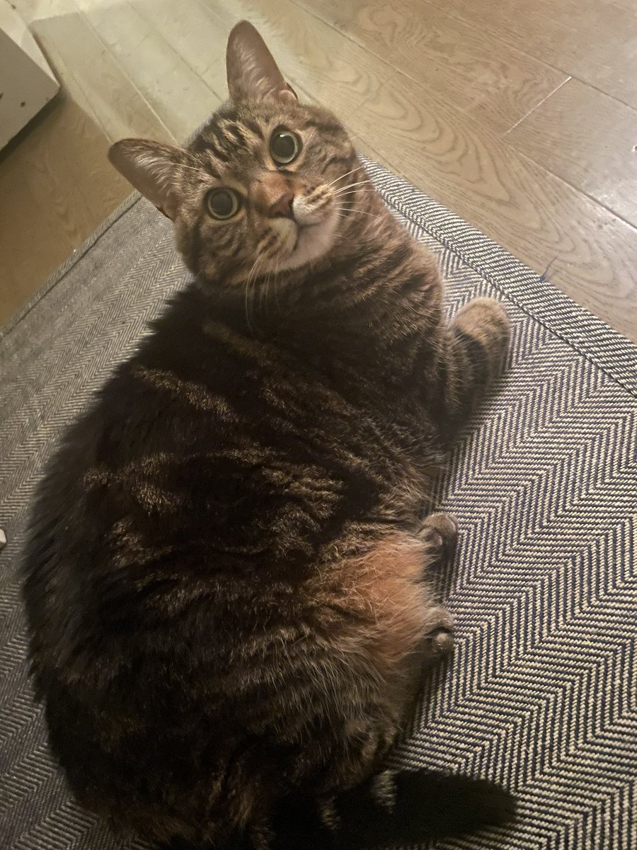 ark_ar5's tweet image. ココちゃんの事一生忘れないからね
たくさんの幸せをありがとう