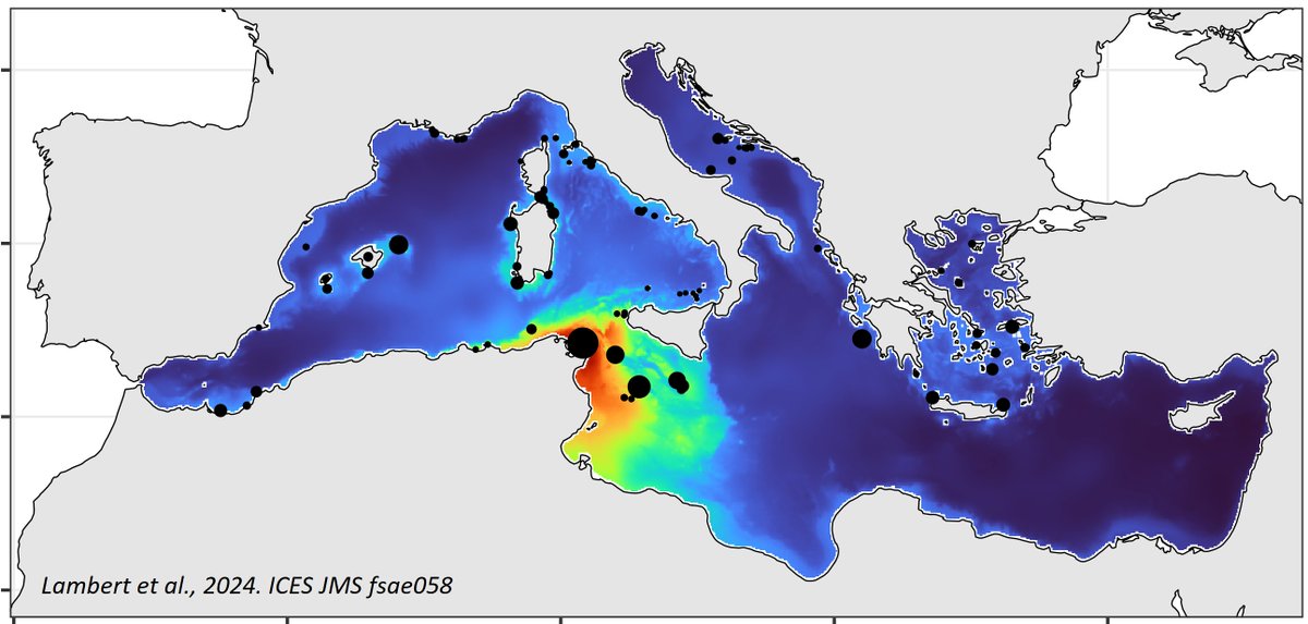 🚨Out today in @ICES_ASC! 🥳 
We provide the first non-biased map of #Scopoli's #shearwater abundance in the #Mediterranean, with some significant insights for #SDM along the way. 
First of all: detection bias can be more pervasive than you think!
tinyurl.com/3jzhuc2m