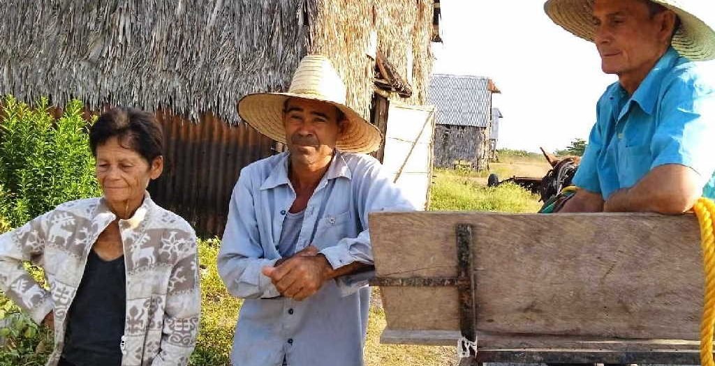 Cerca de Santa Rosa, en Taguasco, la familia Marrero Oliva sigue fiel a la herencia agraria y hace de la continuidad productiva un verdadero rebrote del arraigo campesino en #SanctiSpíritusEnMarcha escambray.cu/?p=332009 @YdaelB @MinagCuba @JLCamellon