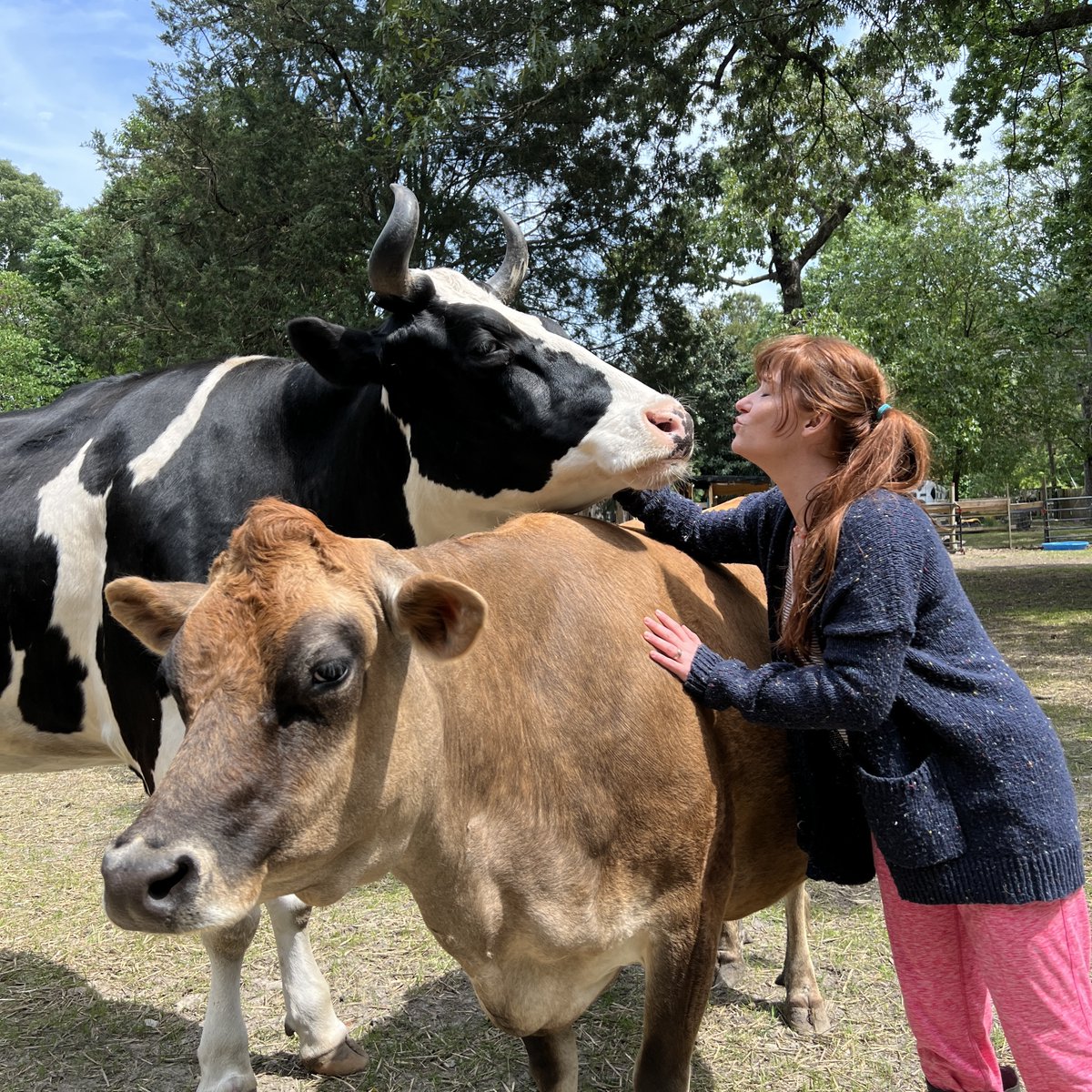 Mallory was trying to sneak a kiss from Jenna. Most people don’t realize just how much like giant puppies cows truly are. They constantly seek out attention, love to be playful, and want to be a part of everything. They really are just giant grass puppies.
