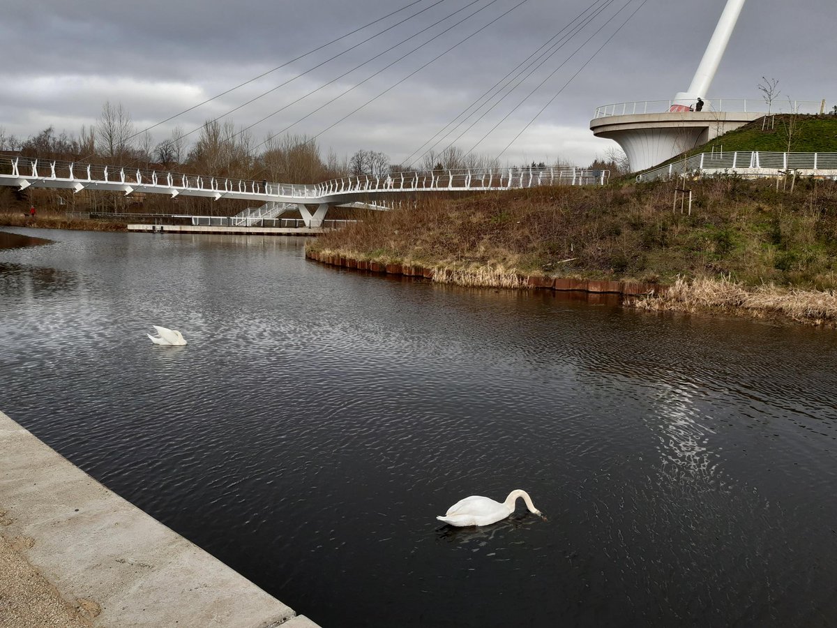 It's #wildlifewednesday! 🐾 It's great seeing the swans enjoying the canals too! 🦢 Spotted any interesting creatures along the canal recently? Share down below for the chance to be posted on our page with photo credits! 📸 @NatureScot