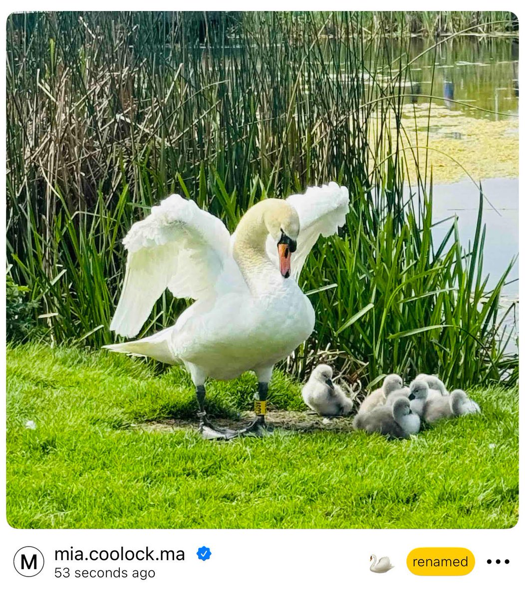 mother swan and cygnets spotted at @ mia. coolock. ma