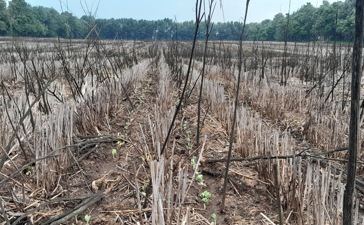 Living proof that you don't need (much) fancy, space-age kit to notill into residue.