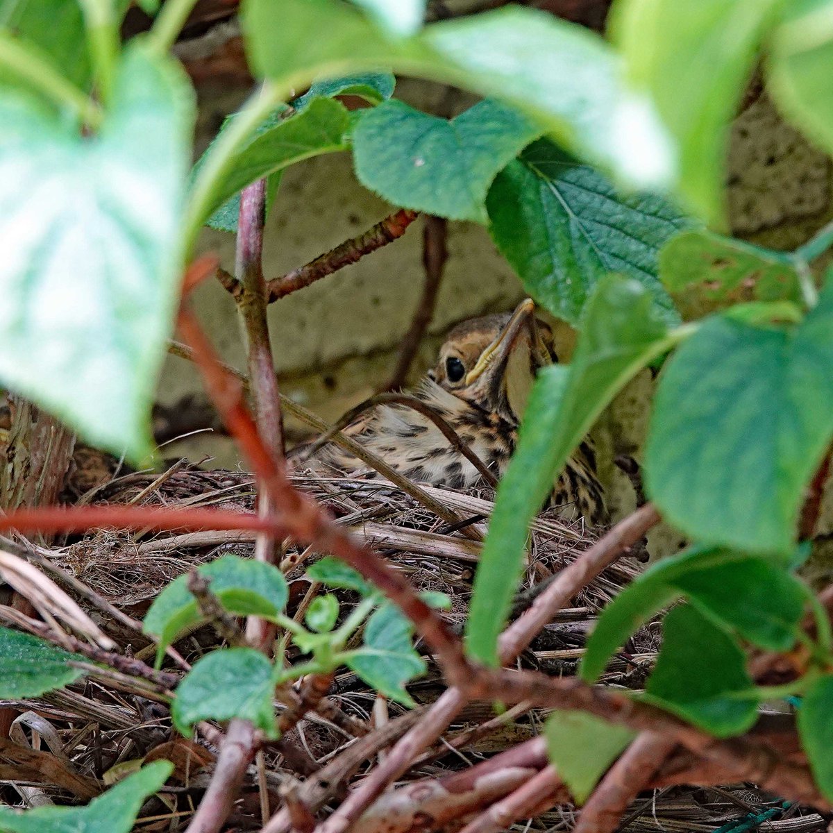 Pleased to report that the final song thrush chick has left the nest above our front door, made its inaugural flight & landed safely. Photo taken an hour before departure. The others fledged ok too 😊. We wish them well 🤞