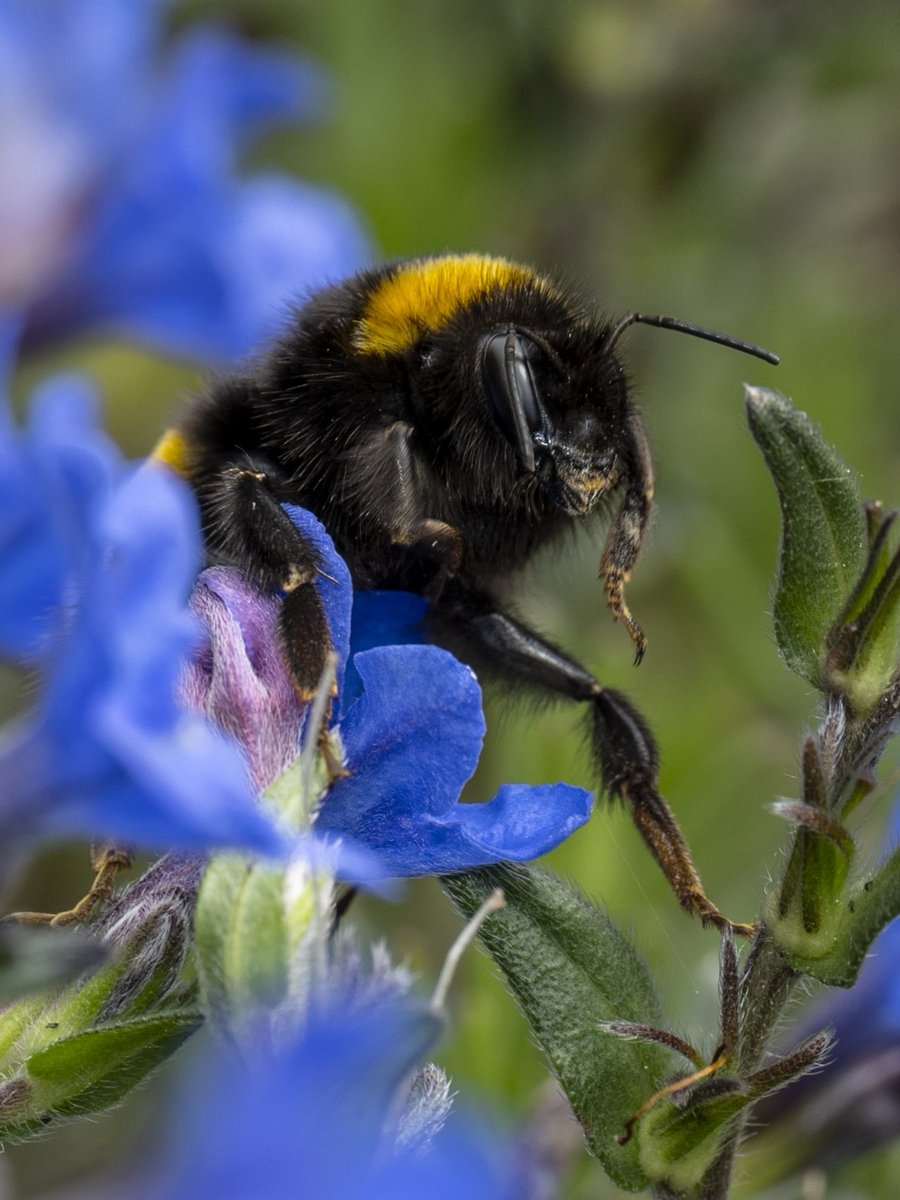 Job done #Togtweeter #ThePhotoHour #snapyourworld #insects #flies #pollinators #flowers #plants #macro #NaturePhotography #macrophotography #bee #hoverfly #bumblebee