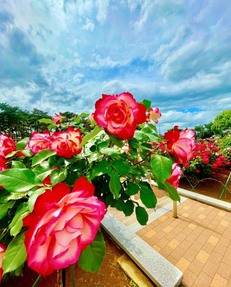 #roses #redroses #feliztarde #GoodEvening #blossoms #Goodafternoon #rosas #rosal #bluesky #colores #park #pics