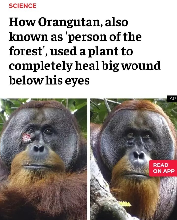 I knew it. Ayurveda and traditional medicine sympathizers are now using the Orangutan from Sumatra herb story to claim that ancient practices such as Ayurveda works. There is no hope for scientific reform in this country. We are overrun by village idiots.