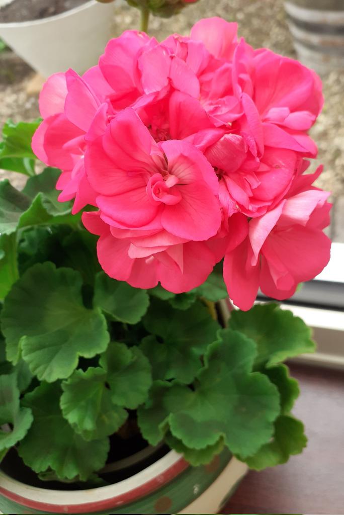 Geranium on Tuesday to brighten your week. @vlucia24660241 @VaSeemsReal @4monarosi @Abuelita_Ofelia @FopianoJoy @al_lawson16