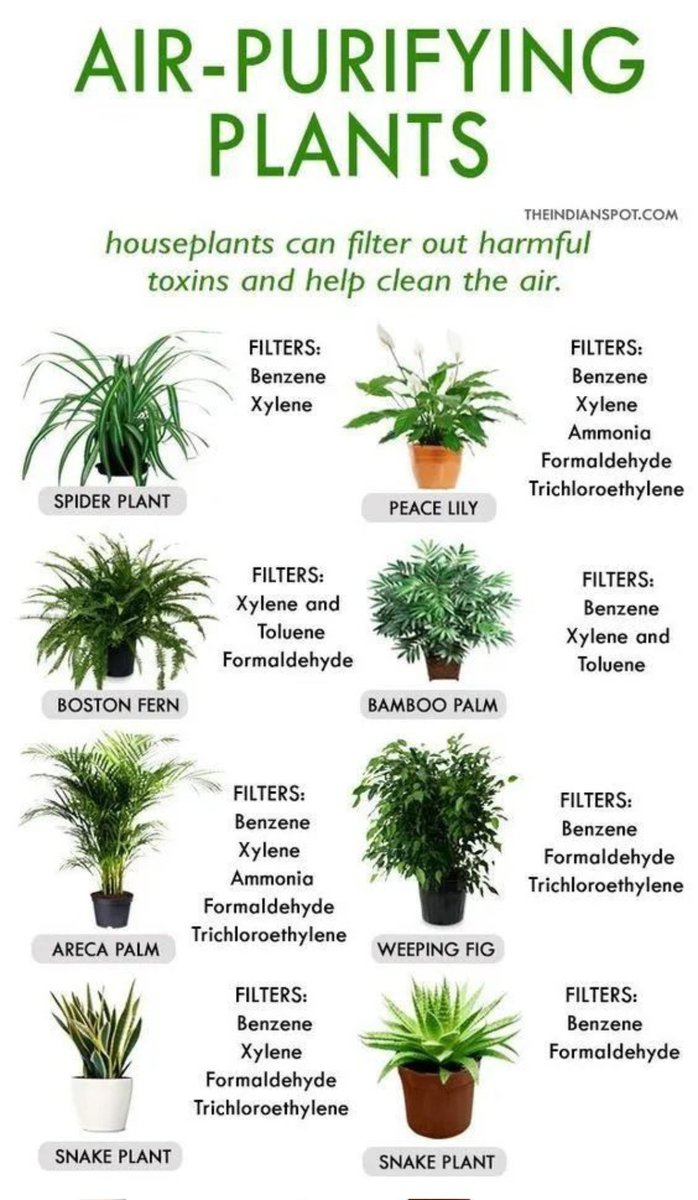 Save a few more lives through plantation both indoor and outdoor. #WorldAsthmaDay2024 #pollutionfreeworld
#greenearth
#saveearth 
#plantatree