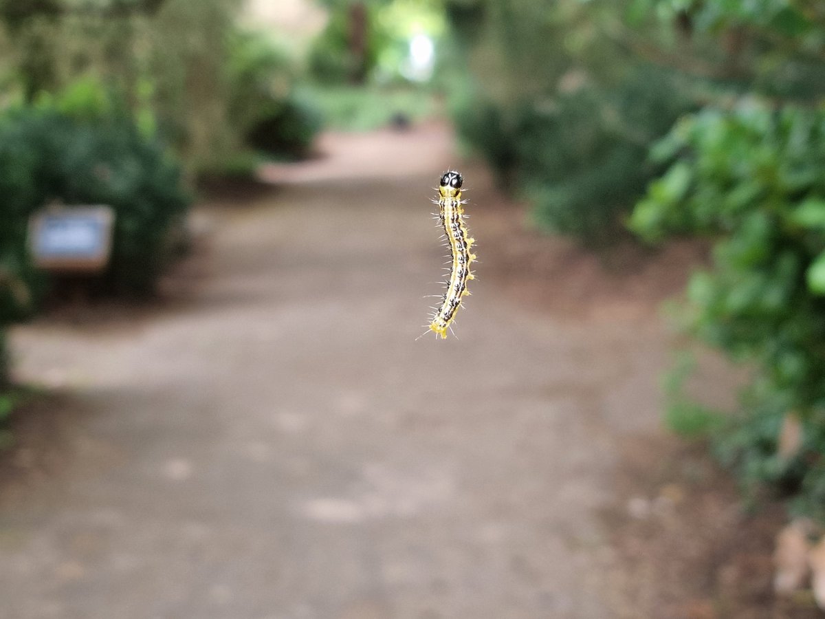 James Bulpin (@jamesbulpin) on Twitter photo What are you up to Mr caterpillar? Just hanging around. <a href="/AngleseyAbbeyNT/">Anglesey Abbey</a> (Looks like a box tree caterpillar - destructive things, I believe) What are you up to Mr caterpillar? Just hanging around. <a href="/AngleseyAbbeyNT/">Anglesey Abbey</a> (Looks like a box tree caterpillar - destructive things, I believe)