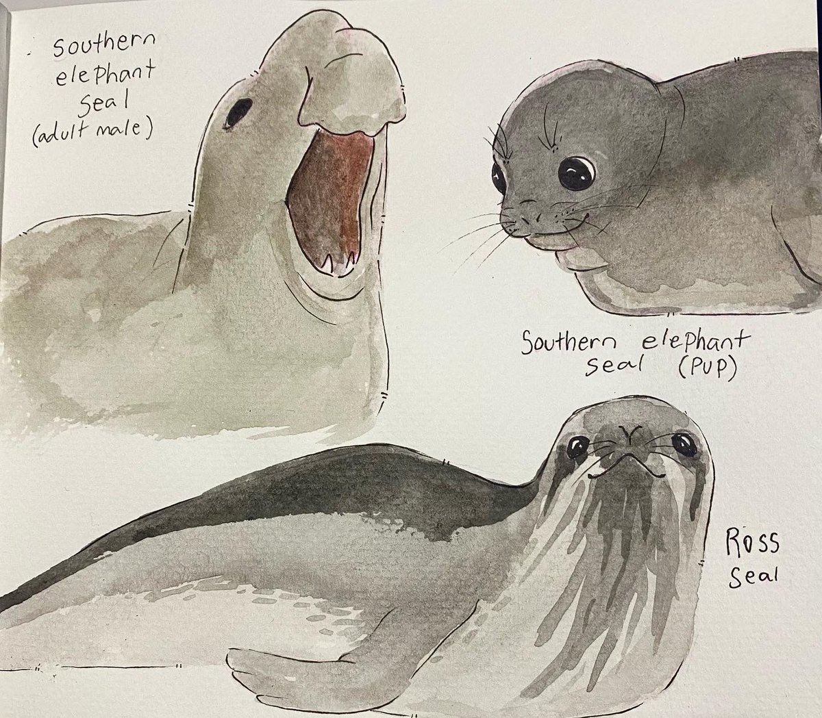 More pages from my pinniped sketchbook #sealtwt