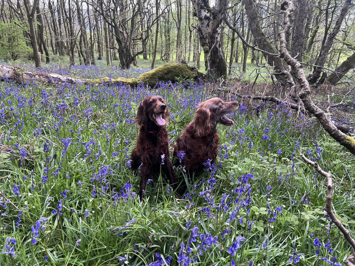 Cinnamon and Cara surrounded by blue bells.