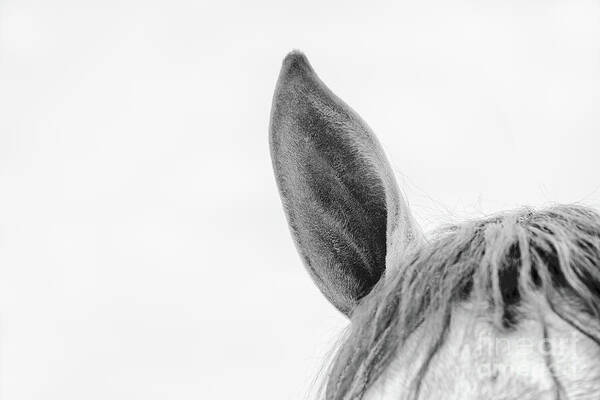 Ever notice the ears of a horse? fineartamerica.com/featured/horse… #horse #animals #buyintoart #photography