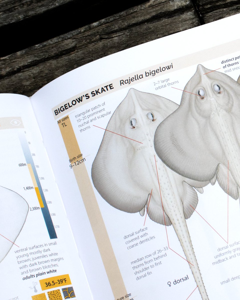 Take a deep dive into the world of the #sharks, rays, and chimaeras of the East Coast of North America with David A. Ebert and Marc Dando's incredible new field guide, now available! Learn more: hubs.ly/Q02vWqcP0 @lostsharksguy @wildnaturepress @dando_marc