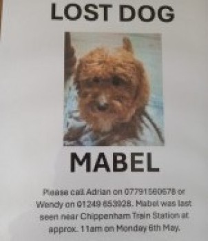 #LOST #DOG MABEL 
Adult #Female #Cockerpoo Golden Brown #Spayed
#Missing from Monkton Park Golf Course 
#Chippenham #Wiltshire #SN15 South West 
Monday 6th May 2024 
#DogLostUK #Lostdog #ScanMe 

doglost.co.uk/dog/192037