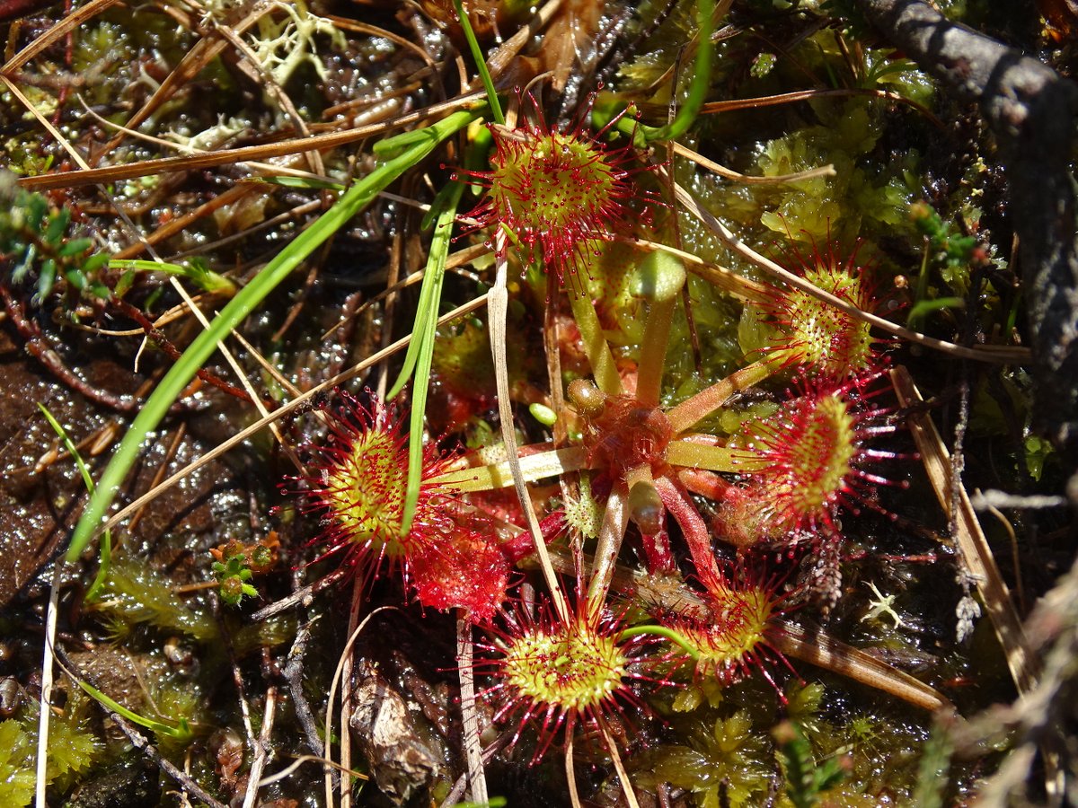 This morning I went to check the local lowland heath site where we take @RHULBioSci students on a field trip every year. Was greeted by a duet of cuckoos and found several lovely sundews - can't wait to show them to students on Friday!