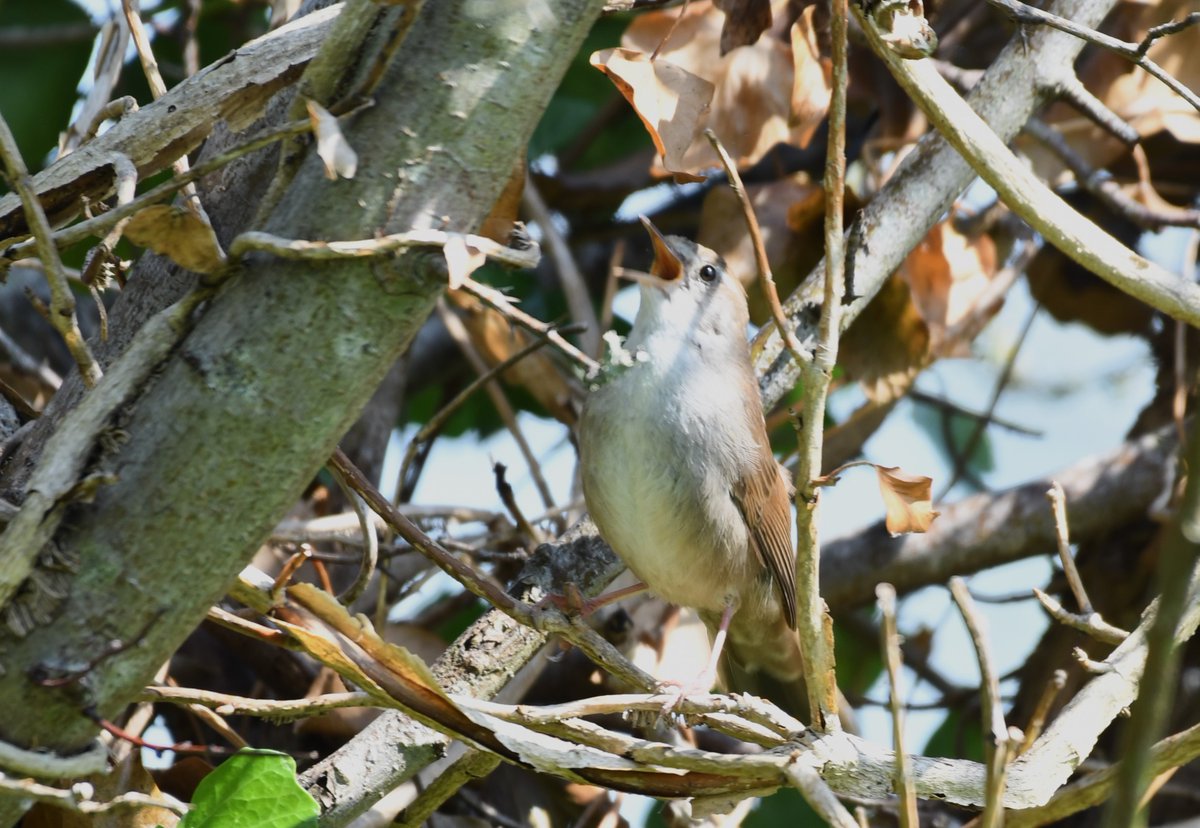 Typically easy to hear but hard to see. Cetti's Warbler having a shout at Stockers Lake today. @Hertsbirds #hertsbirds #londonbirds