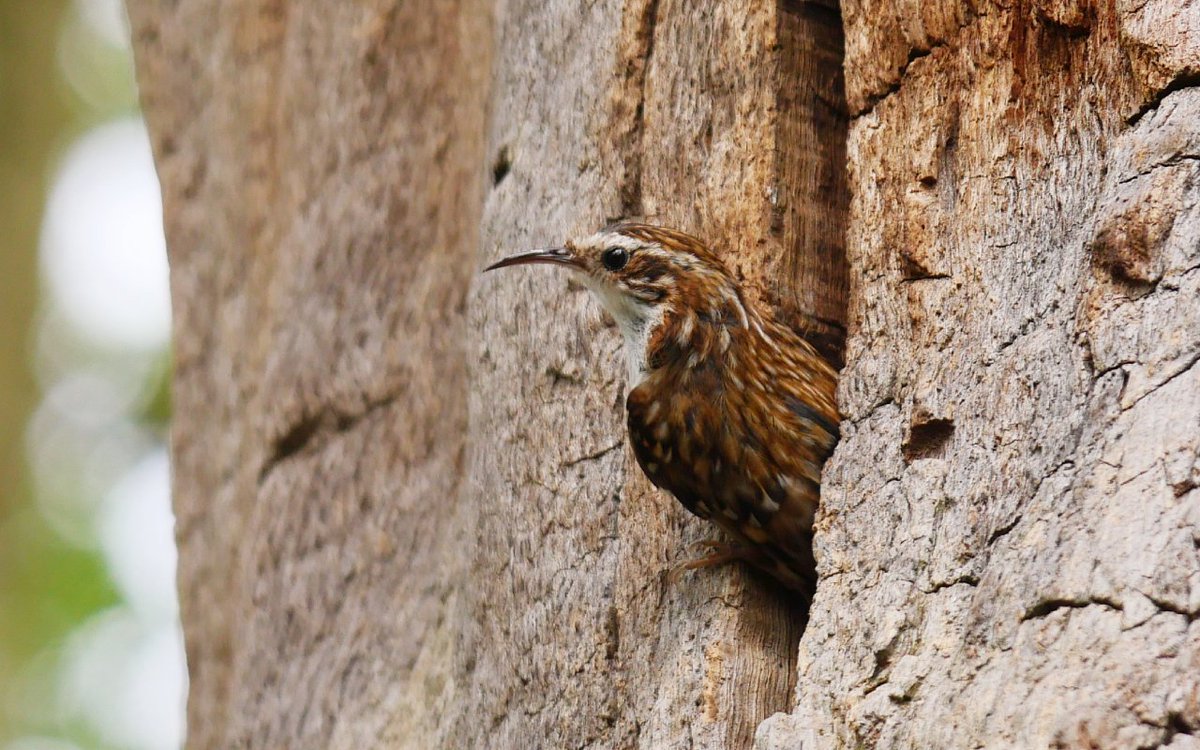 A treecreeper in an ancient oak tree in Sherwood Forest, photographed by Peter Calvert.