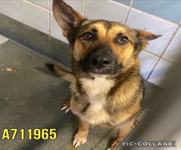 🆘 HW+ SHEPHERD DOG ARTEMIS ❤️‍🔥 #A711965 (2yo M, 42lb) IS BEING KILLED TODAY 5.7 BY SA ACS #TEXAS‼️ Friendly, social, sweet; he likes treats! 🚨📝diarrhea (no stool observed during exam); stress-induced colitis, intestinal parasitism #Foster/#Adopt ☎️2102074738 #PledgeForRescue