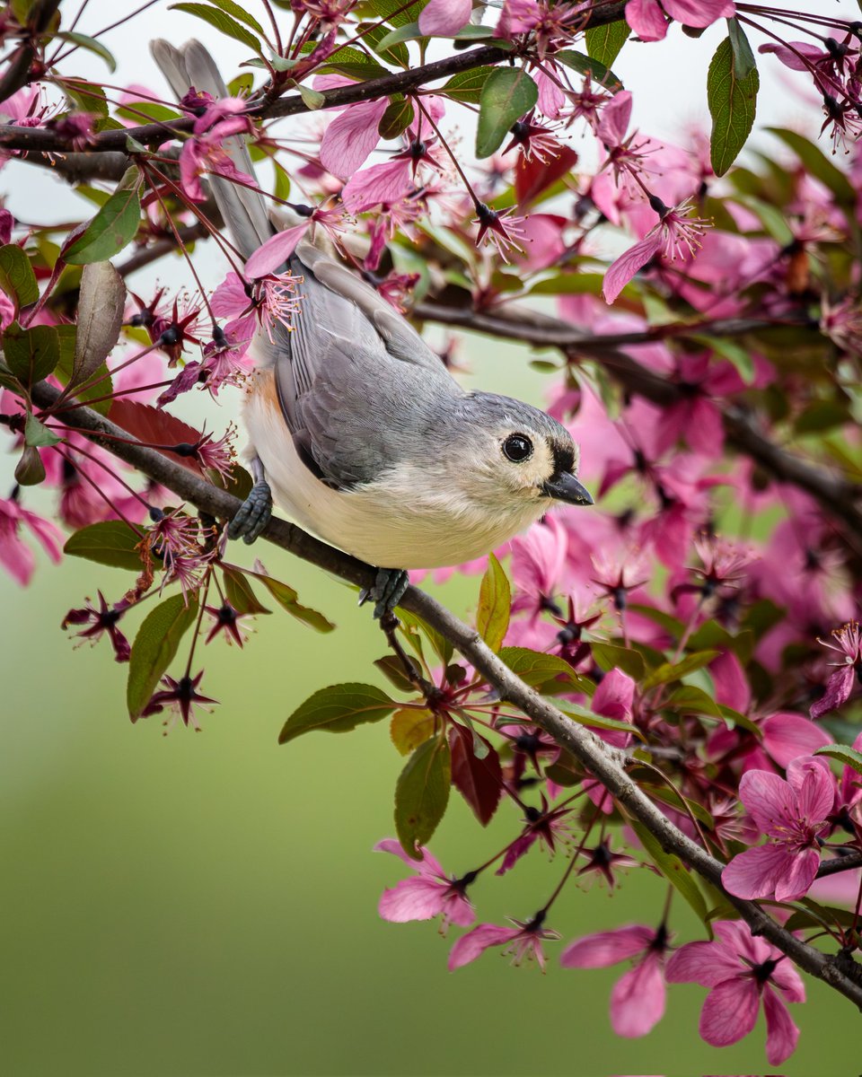 Another Tufted Titmouse photo from last week when there were still a few flowers in the Crabapple Tree. 

Photographed with a Canon 5D Mark IV & 100-400mm f/4.5-5.6L lens +1.4x III extender.

#birdphotography #birdwatching #wildlife #nature #teamcanon #canonusa