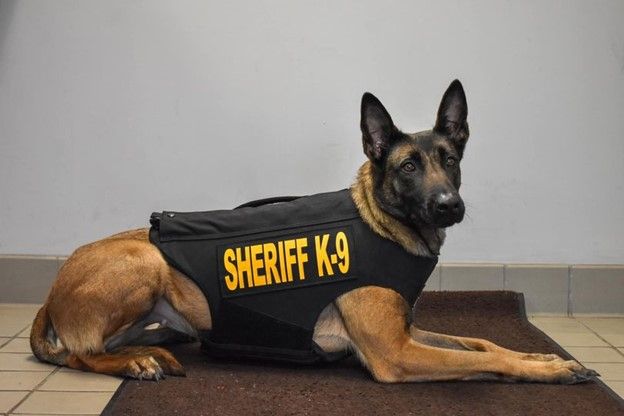 K9 Dee Dee will be looking protected and appreciated in her bullet and stab protective NIJ certified vest! She is yet another K9 to be one of the many our team has successfully vested in the USA!