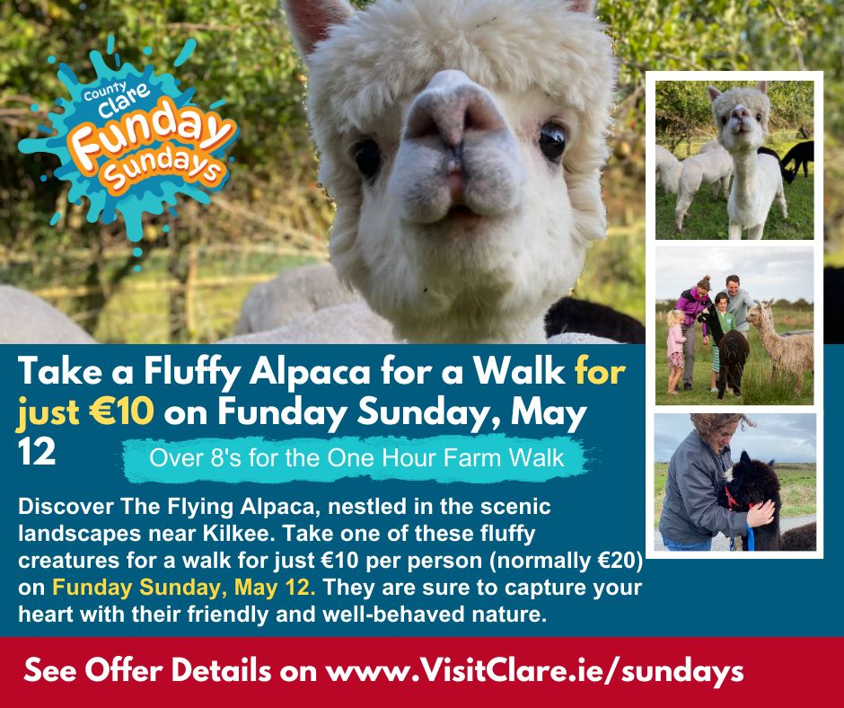 Experience the Magic of Walking with curios Alpacas 💛💙 This interactive alpaca farm is nestled in the scenic landscapes of Kilkee, Loop Head, County Clare. They specialise in unforgettable alpaca experiences, For this & more Funday Sunday offers Checkout visitclare.ie/Sundays/