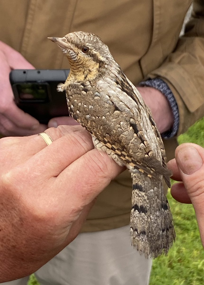 One of two Wrynecks on Isle of May today…this one caught and ringed by @IofMayBirdObs