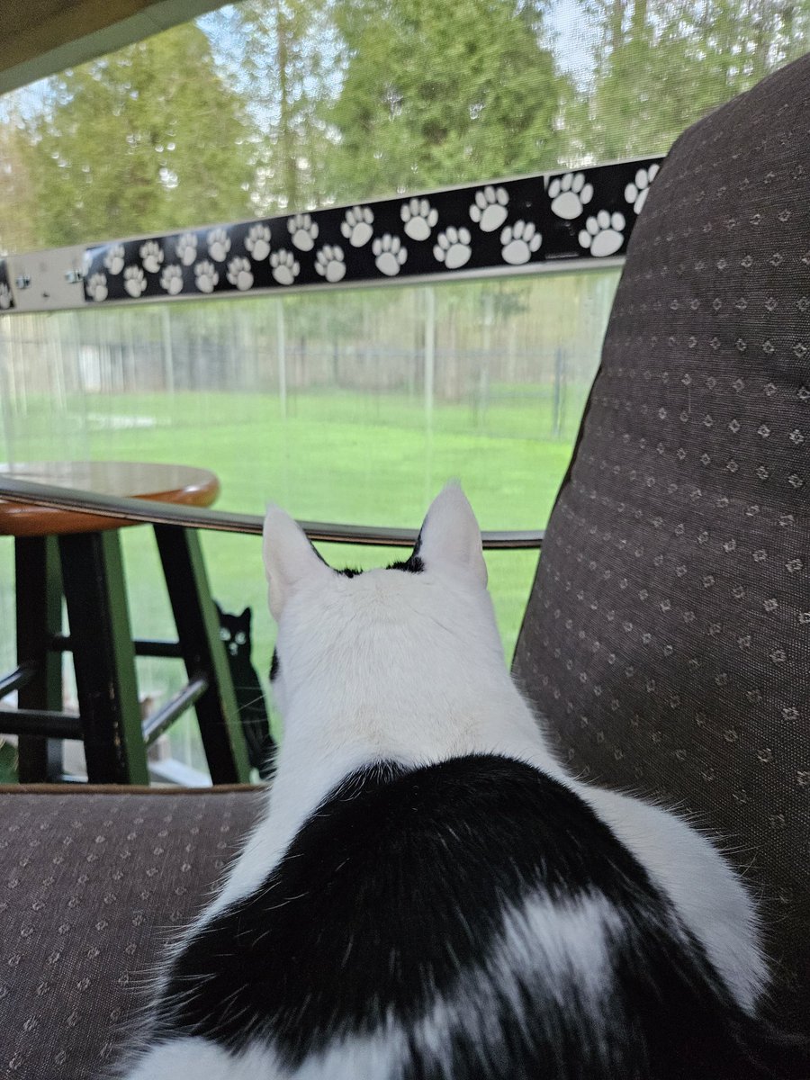 I had a purrfect time on bird pawtrol yesterday! I had a blue Jay coming to a feeder near my catio. Meowmy put up the hummingbird feeder too, but none yet! Hope mew have a purrfect day! #cowcat #CatsOfTwitterX #AdoptDontShop #StaySafeFurrends