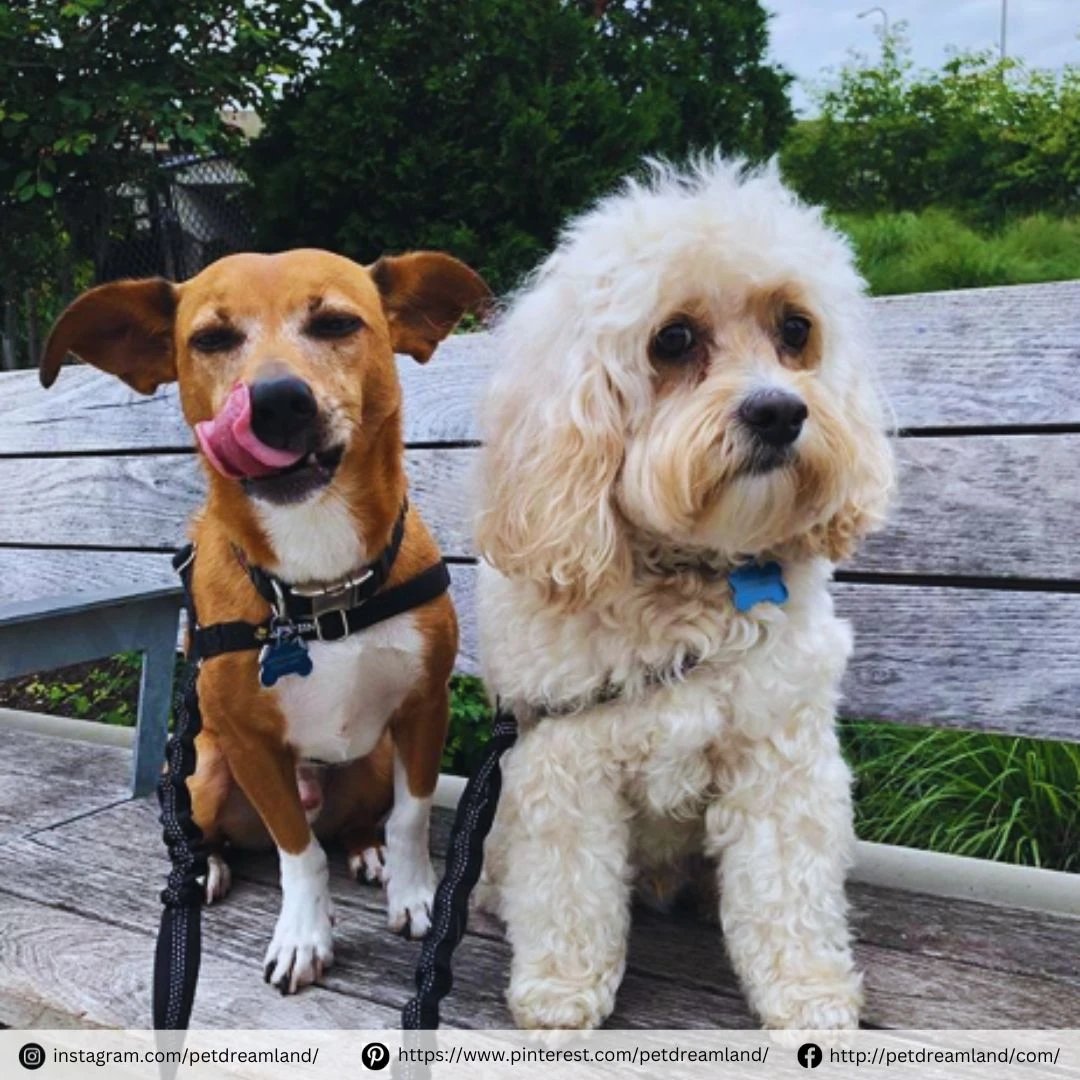 We're out here trying to decide who has the most outrageous tongue display – I think I'm winning. Do you agree?  😜👅

#dogsdaily #dogwalking #dogadventures #dogleash #dogrunning #dogtraining #spring #petsupplies #pets #dogleash #petproducts #doglovers #petdreamland