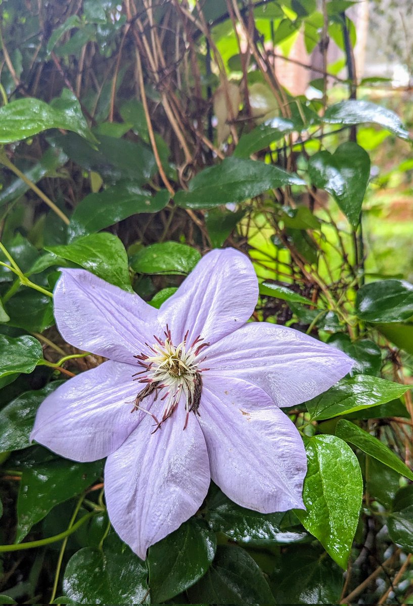 Good morning!

Here's a clematis helping me wish you a great day!

#flowerphotography #flowersofx #flowers #clematis #MorningVibes