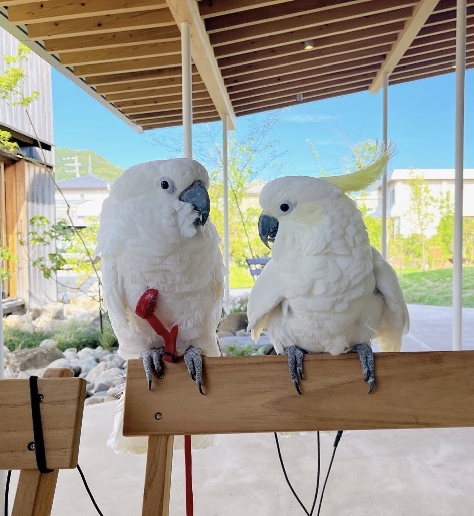 hotaru0026's tweet photo. 連休は有田みかんのおいしいカフェ🍊 https://t.co/CjnzuSZ0BH