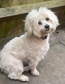 #LOST #DOG GUCCI 
Young Adult #Male #BichonFrise White
#Missing from Alum Rock 
#Birmingham #B8 Central on
Sunday 5th May 2024
#DogLostUK #Lostdog #ScanMe 

doglost.co.uk/dog/192041
