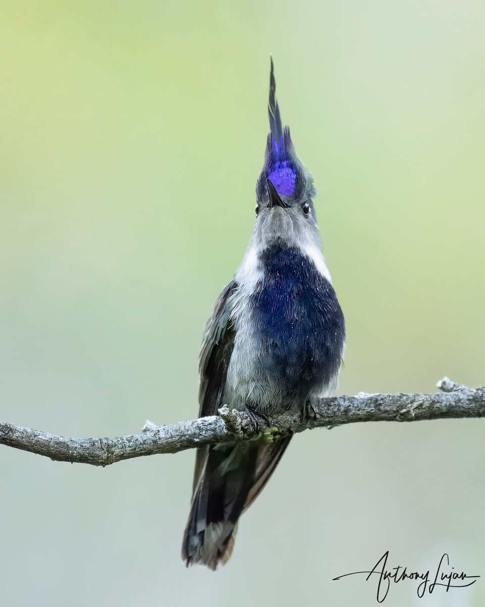 Purple-crowned Plovercrest Stephanoxis loddigesii IUCN status - Least Concern Sony A1 - Sony 600mm #PurplecrownedPlovercrest #Plovercrest #hummingbird #nuts_about_birds #hummingbirds #earthcapture #nature #natgeoyourshot #hummingbirdsofbrazil #naturephotography #sonya1 #sony...