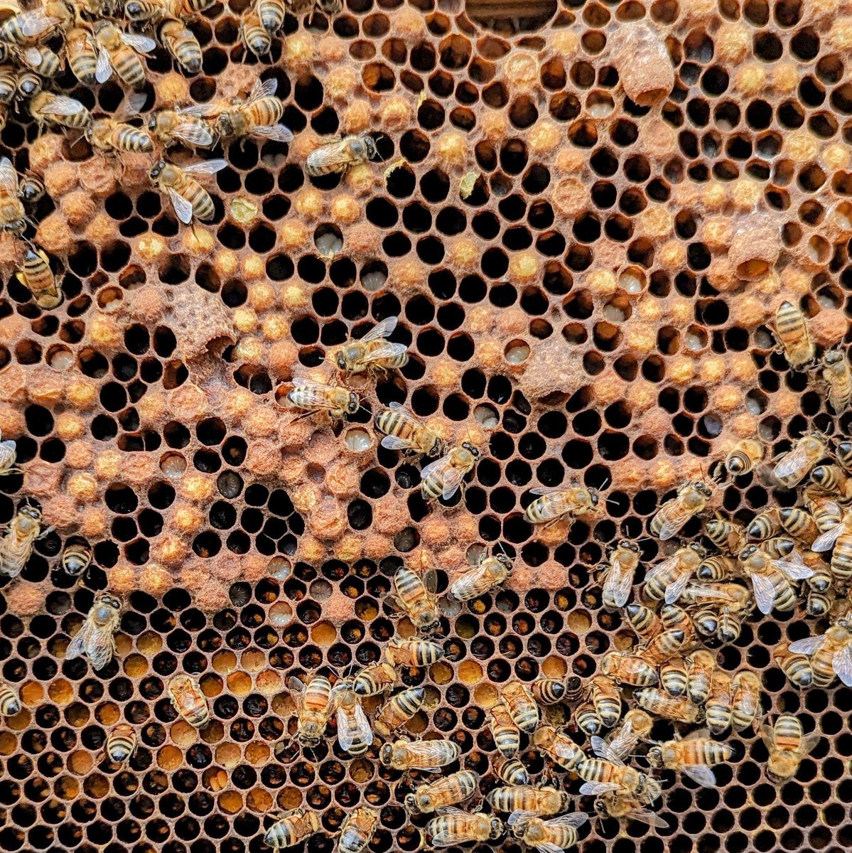 Unfortunately this hive has a Drone Laying Queen.
#NorfolkHoneyCo
#StewartSpinks
#BeekeepingForAll
#Beekeeping
#Honeybees
#BeeFarmer