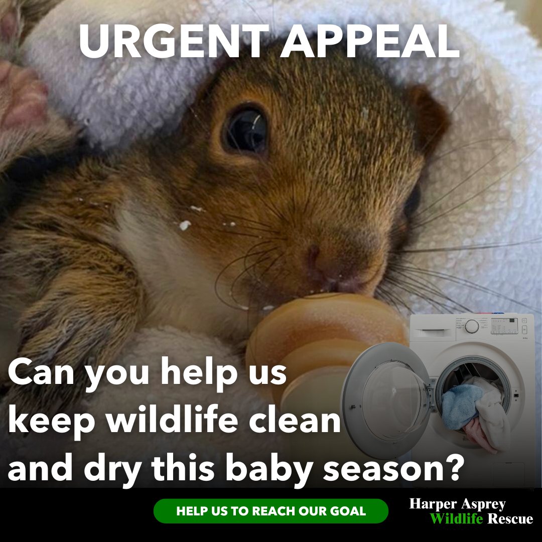 URGENT APPEAL. Can you help keep our precious wildlife clean and dry? We need new washing machines. If you can help @HAwildlife by donating, it will be a huge help. Thank you 💚 #WildlifeUK 🙏🦊🍃 hawr.co.uk/?form=laundryf…
