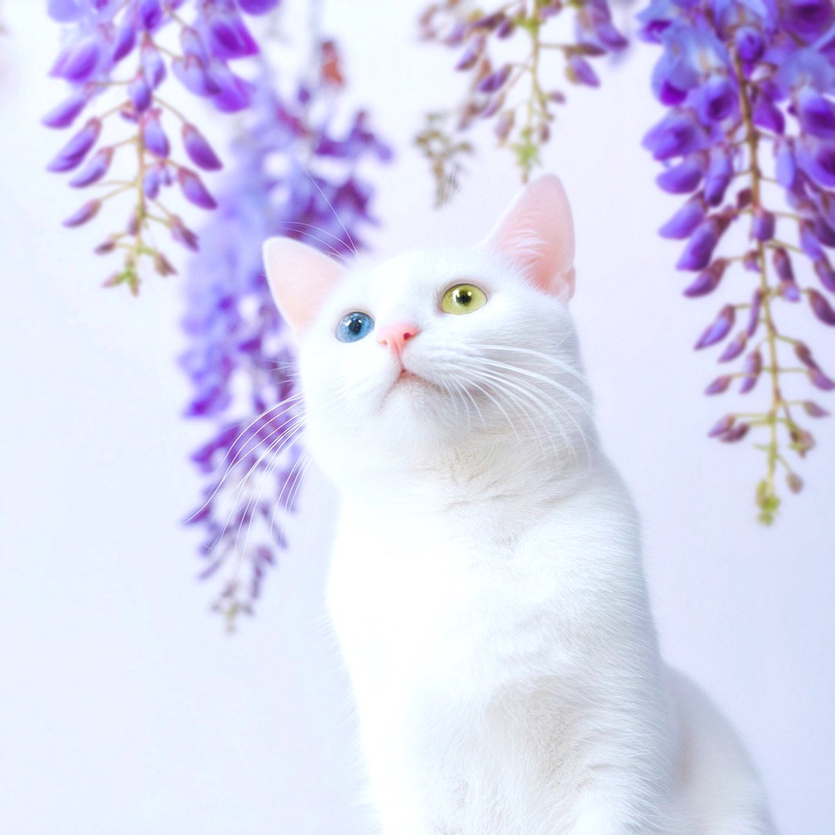 白猫と桜の花と藤の花💐