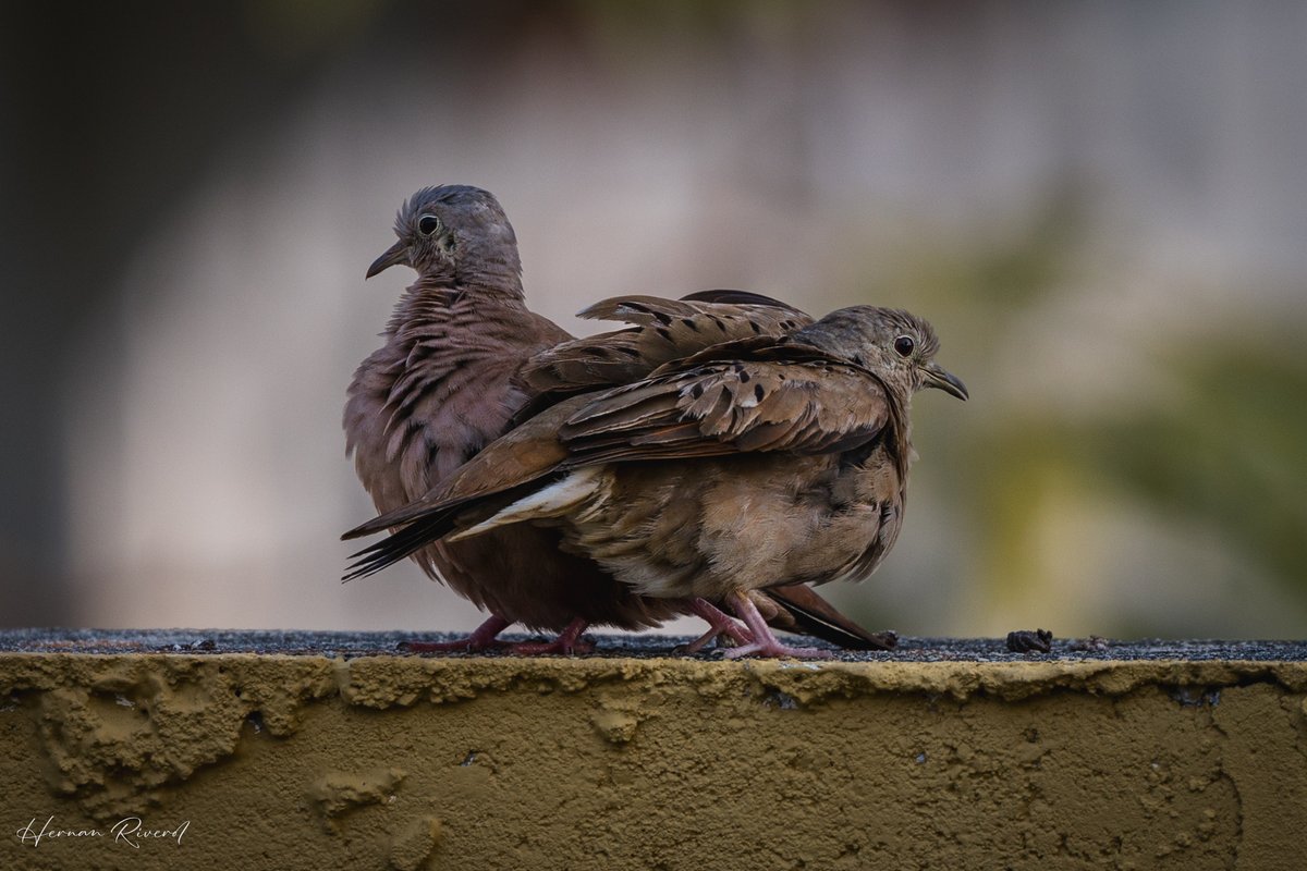 Happy #TwosDay
Ruddy-ground Doves in the backyard.
#BirdsOfBelize #BirdsSeenIn2024 #birds #birdwatcher #birdphotography #BirdsOfTwitter #BirdsofX