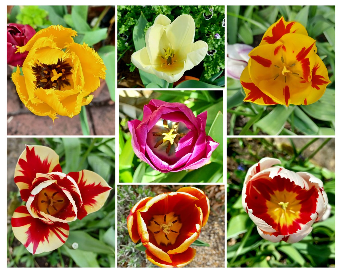 Top down view for #TulipTuesday 

#GardeningTwitter #GardeningX #Flowers