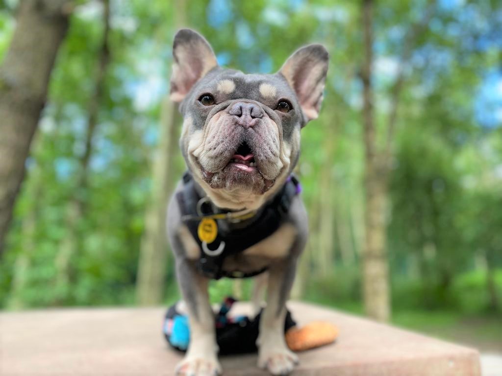Pepper is a 5-year-old French Bulldog😍

She loves spending time with her people🐶enjoys peaceful strolls in the countryside🌳and showing off her tricks🍪

If you are looking to adopt her🐾apply now & add her to your favourites!

bit.ly/3WyZ9GO

#AdoptDontShop
@DogsTrust