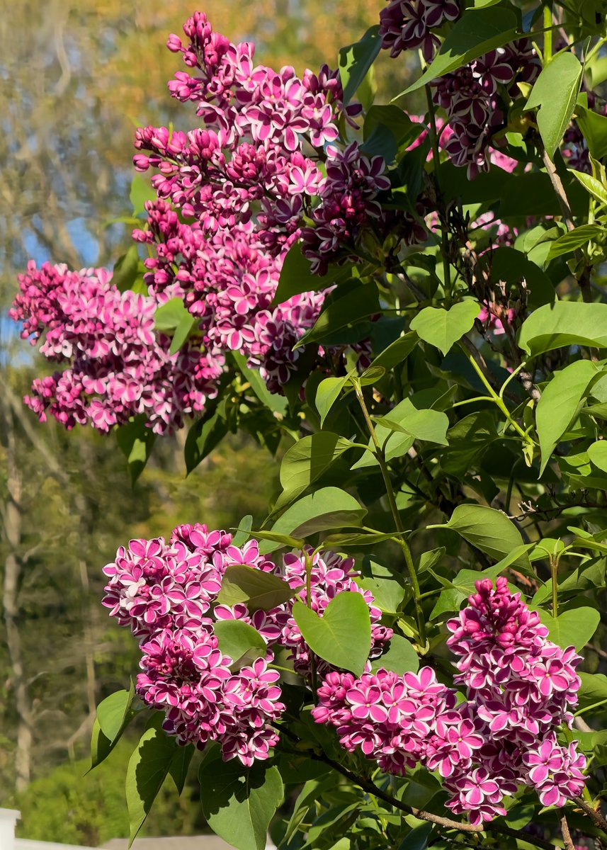 The #SensationLilacs are even more sensational in the light of the morning sun!

#SpringFlowers #Lilacs #LilacSeason #TrumbullCT