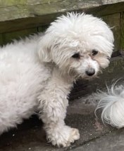 #LOST #DOG MINNIE DO NOT CHASE
Young Adult #Female #BichonFrise White
#Missing from Alum Rock 
#Birmingham #B8 Central
Sunday 5th May 2024 
#DogLostUK #Lostdog #ScanMe 

doglost.co.uk/dog/192042