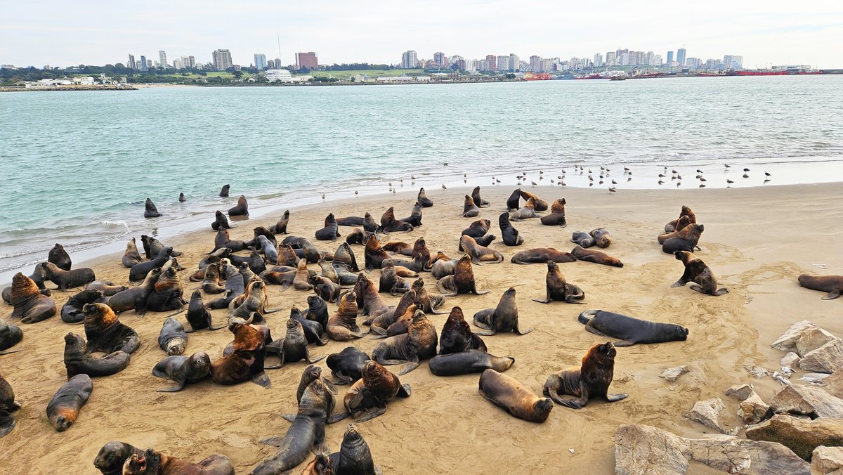 🦭 ¡Los lobos marinos te están esperando!
¿Cuántas fotos tenés de ellos?
📍 Escollera Sur, Puerto