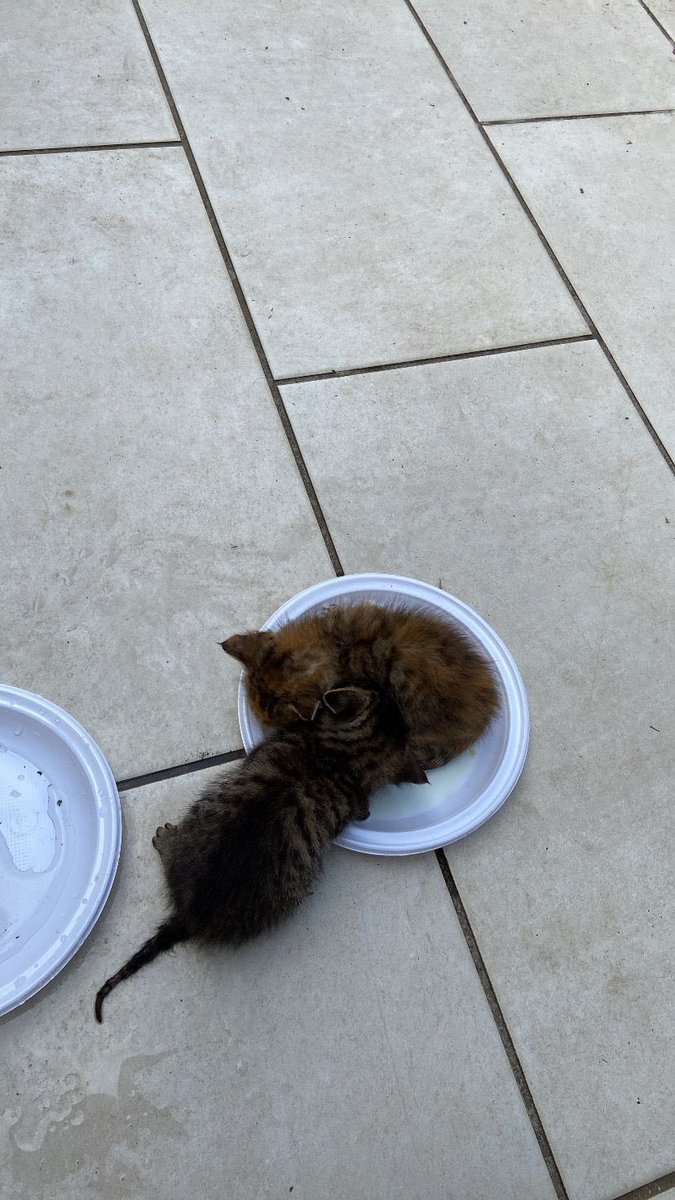 Un niño ha recogido estos 3 pequeños y no se los pueden quedar. Necesitamos #acogida o #adopción para ellos. Si alguien puede #ayudar que nos escriba. #kittenlovers #gato #cantabria #adopcionresponsable #kitten #catlover #adopción #cat #7mayo